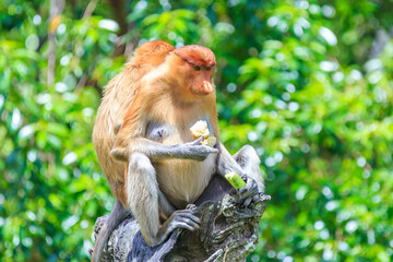 proboscis monkey or nasalis larvatus