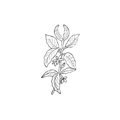 hand-drawn coffee branch sketch. Coffee tree branch with leaves and flowers. Hand drawn vector illustration on white background