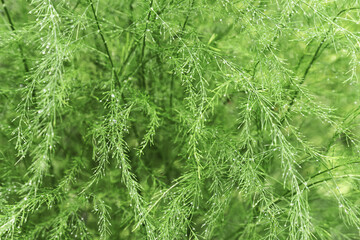 Lush Green plants asparagus or sparrow grass with shiny on sun raindrops, abstract nature background, aesthetic natural pattern, decorative green grass texture, summer scenery view, monochrome