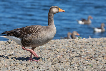 A goose, geese is a bird of waterfowl species. This group comprises the grey, white and the black. Related members are swans, most of which are larger than true geese, and ducks, which are smaller 