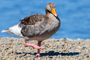 A goose, geese is a bird of waterfowl species. This group comprises the grey, white and the black. Related members are swans, most of which are larger than true geese, and ducks, which are smaller 