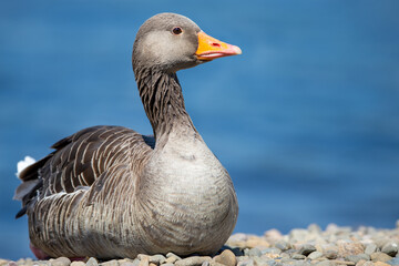 A goose, geese is a bird of waterfowl species. This group comprises the grey, white and the black. Related members are swans, most of which are larger than true geese, and ducks, which are smaller 