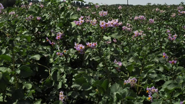 Close-up of blooming potato field, purple potato flowers swing in wind