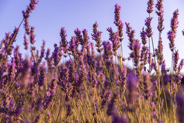 Lavender flowers fields on the Hvar Island in Croatia. Sunset in lavender field.