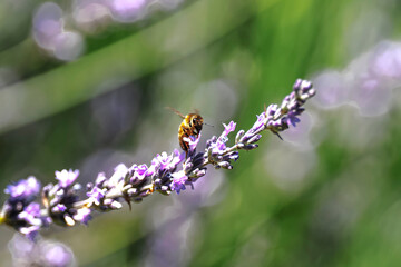 Abeille et lavandes