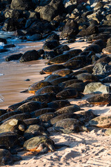 Green sea turtles packed on a Ho'okapi beach on Maui island