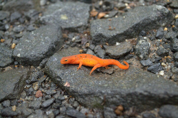Salamander on the Rocks