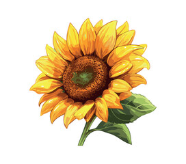 Naklejka premium Sunflower flower isolated, vector illustration.