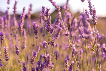 Lavender flowers fields on the Hvar Island in Croatia. Sunset in lavender field.