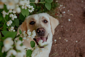 Golden retriever smiling in white flowers, close-up