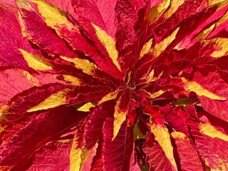 Amaranth amaranthus tricolor flowering plant. 