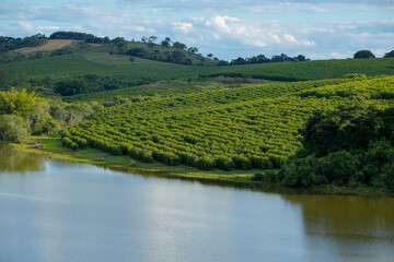 view of coffee producing field in Brazil