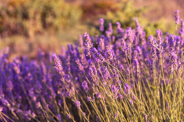 Lavender flowers fields on the Hvar Island in Croatia. Sunset in lavender field.