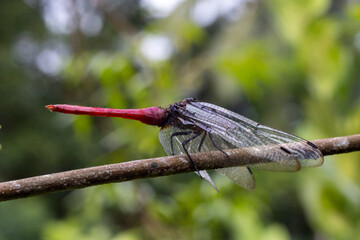 close up picture of a dragonfly