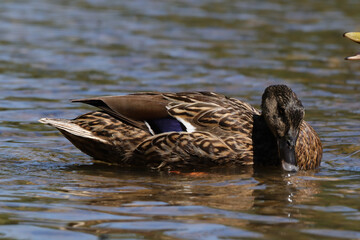 Canard colvert (Anas platyrhynchos)