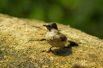 Sooty-headed Bulbul Pycnonotus aurigaster come and bathe in the wells along the rocks