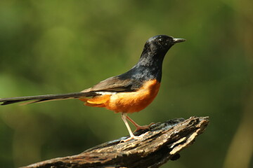 The white-rumped shama (Copsychus malabaricus) sitting on the stone