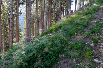 tannenwald steiles gelände emmental