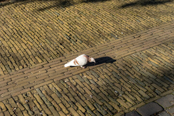 Netherlands, Delft, white pigeon the street