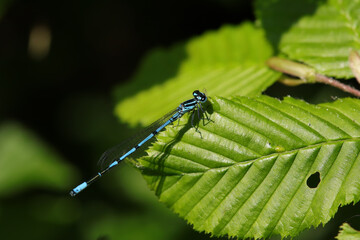 Agrion jouvencelle (coenagrion puella)