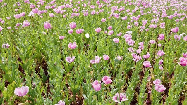 Drohne fliegt &uuml;ber bl&uuml;hendes Feld mit Schlafmohn, Papaver somniferum, Luftaufnahme Germerode, Geo-Naturpark Frau-Holle-Land, Werra-Mei&szlig;ner-Kreis, Hessen
