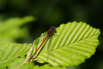 Sympétrum sanguin (sympetrum sanguineum)