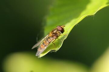 Syrphe à ceintures (episyrphus balteatus)