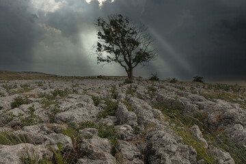 Lone tree stood on a limestone pavement