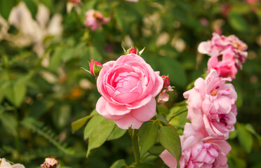 pink roses in the garden