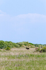 Goats and sheep, livestock in the background of mountains and fields around Issyk-Kul, Kyrgyzstan