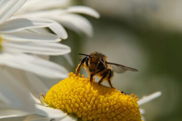 Mégachile des jardins (megachile willughbiella)