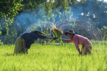 Two woman Asian rice farmer working and kick off the ground at green rice field in rainy...
