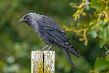 Raven with a blue eye sat on a post
