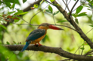 Kingfisher on a branch