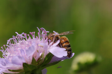 Abeille domestique --- Abeille mellifère (Apis mellifera)