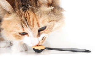 Curios cat with peanut butter on spoon. Cute fluffy calico cat sniffing on peanut butter in...