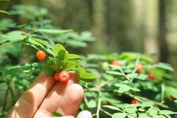 Hand showing red huckleberry on Huckleberry plant, ready to be harvested. Hand of female hiker in forest while foraging or picking forest fruit berries. North Vancouver, BC, Canada. Selective focus. © Petra Richli