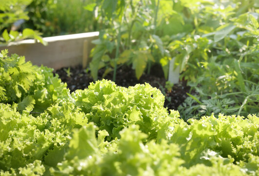 Romaine lettuce salad growing in garden on sunny day. Many mature lettuce plants in raised garden bed. Bright green yellow salad ready for harvesting. Selective focus with defocused lettuce leaves.