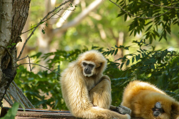 Gibbon on a tree in the zoo