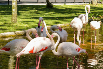 Pink flamingo in Thailand zoo