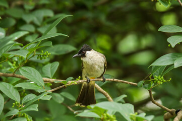 Sooty-headed Bulbul Pycnonotus aurigaster come and bathe in the wells along the rocks