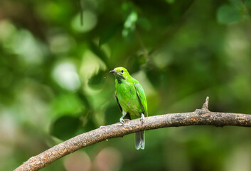The Golden-fronted Leafbird on branch in nature