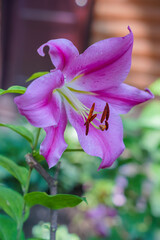 pink lily, flower close up 