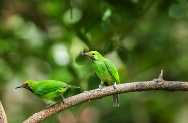 The Golden-fronted Leafbird on branch in nature