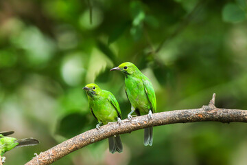 The Golden-fronted Leafbird on branch in nature