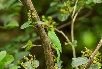 The Golden-fronted Leafbird on branch in nature