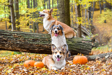 Psy rasy corgi pembroke i owczarek australijski w jesiennym lesie