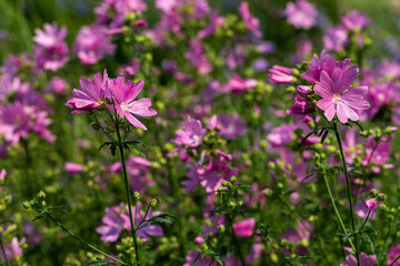Fototapeta premium Malva alcea greater musk-mallow, cut-leaved mallow, vervain mallow or hollyhock mallow