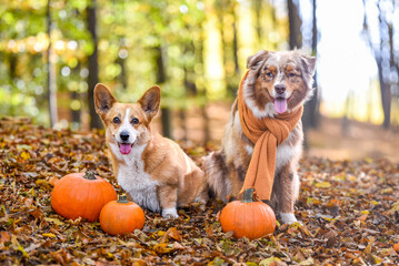 jesień i halloween z psami rasy welsh corgi i owczarek australijski