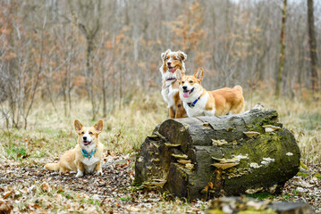 Psy rasy corgi pembroke i owczarek australijski w jesiennym lesie - obrazy, fototapety, plakaty